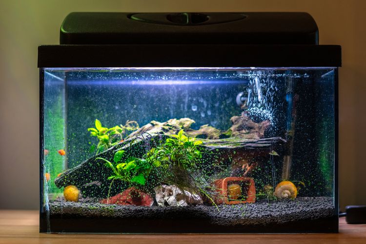 10 Jenis Ikan Hias Termahal di Dunia, Ada yang Harganya&nbsp;Milyaran!